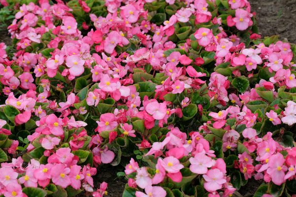 L'impact des bonsaïs dans la bataille contre le changement climatique : Une solution verte innovante