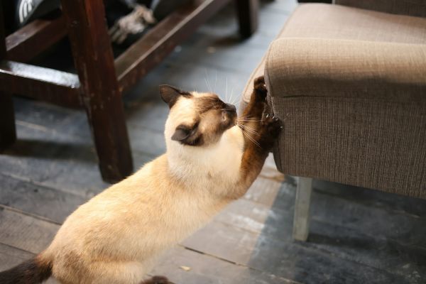 5 astuces pour sécuriser votre canapé contre les chats